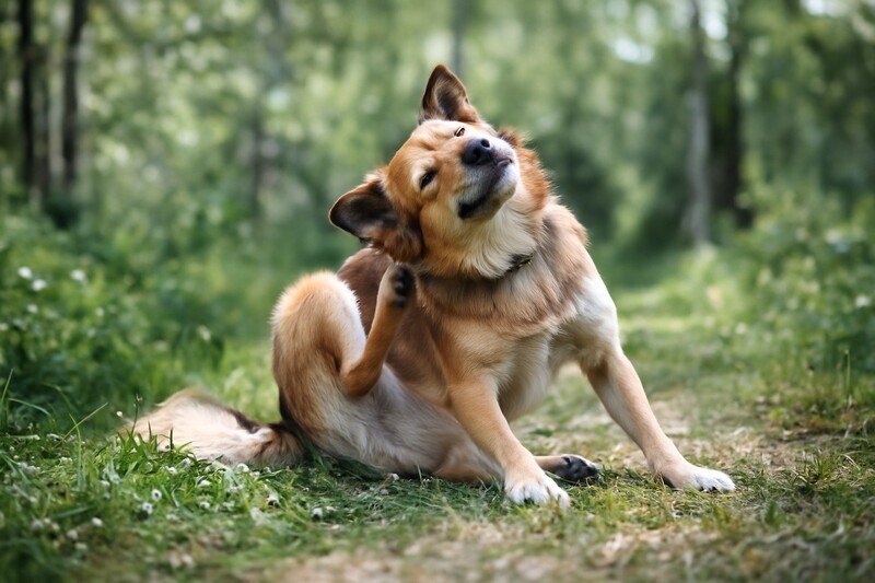 AdTab koiralle kokemuksia – kaikki olennainen punkkilääkkeestä