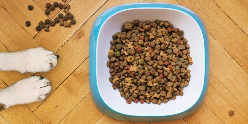 Eliminaatiodieetti koiralle – järjestelmällinen tapa selvittää ruoan ja oireiden yhteys