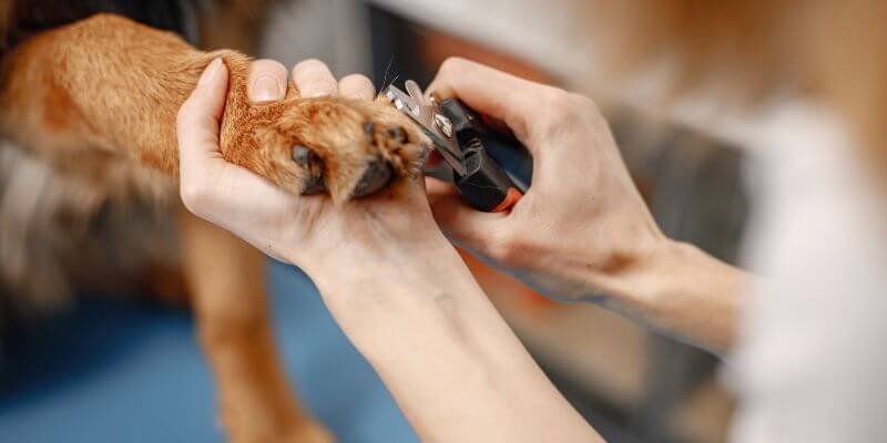 Haastavan koiran kynsien leikkaus – Vinkit ja temput sujuvampaan kokemukseen