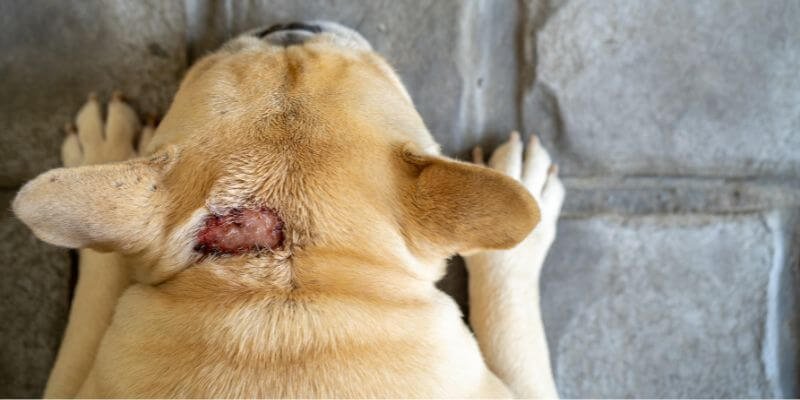 Hotspot Koiralla – Kattava Opas Oireiden Tunnistamiseen ja Hoitoon