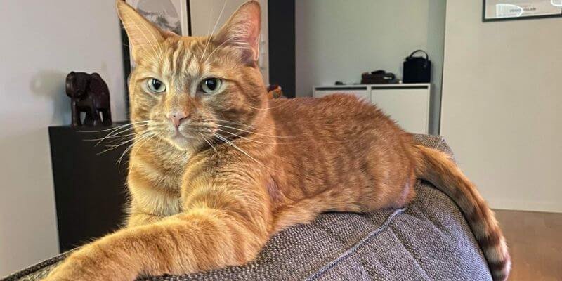 Onko kissasi onnenkalu? Kissamaiset taikauskot ja muinaiset uskomukset