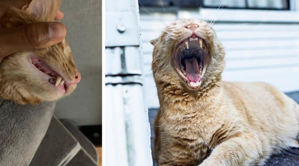 Kissan hampaat – hoida ja ennaltaehkäise ongelmat