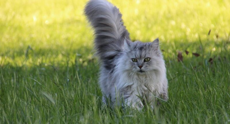 Kissan itsenäisyys – Miten tukea sitä turvallisesti?