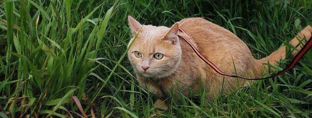 5 syytä, miksi sinun tulisi ulkoiluttaa kissaa valjaissa