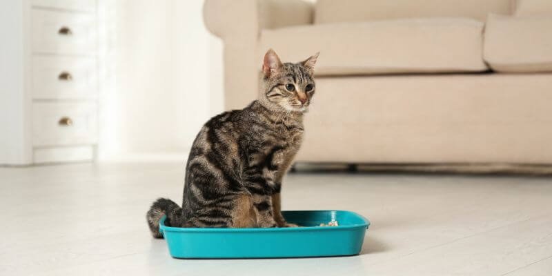 Kissanhiekan kierrätys ja yleisimmät kysymykset