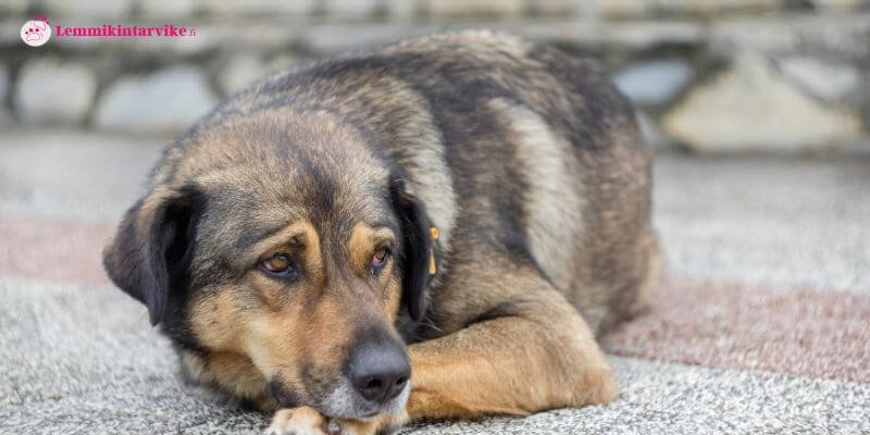 Miksi koira nuolee tassujaan? Syyt ja ratkaisut