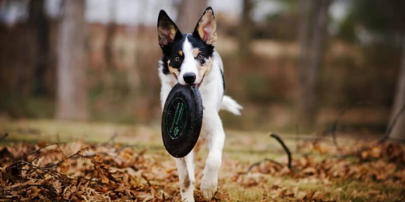 Koiraharrastukset – tekemistä, joka rakentaa suhdetta ja hyvinvointia
