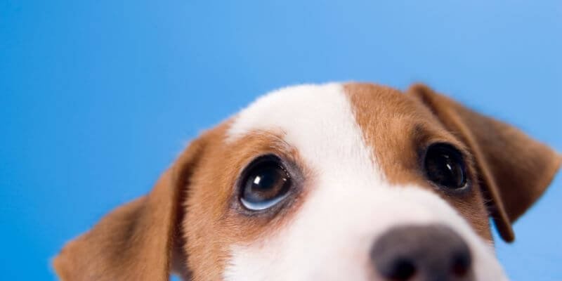 Koiran atopia – Ymmärrä, hallitse ja helpota lemmikkisi elämää