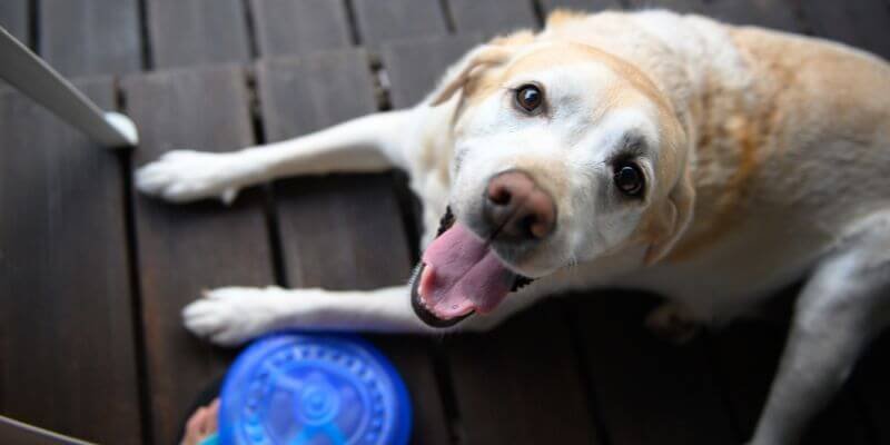 Kuinka koiran ikä oikein lasketaan ihmisen ikävuosina? Entä kissan ikä?