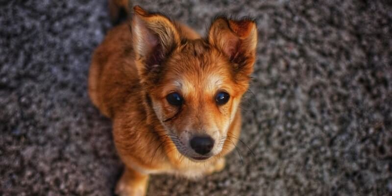 Koiran kontaktin opettaminen – Miksi se on tärkeää?