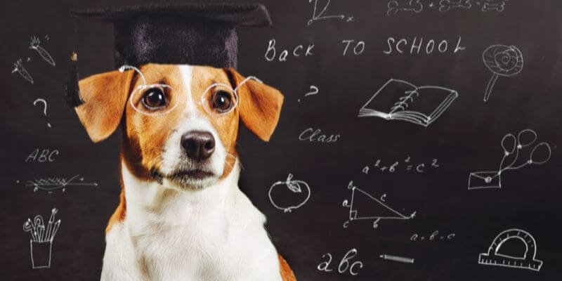 Koiran koulutus: avaimet onnistuneeseen yhteiseloon ja positiivisiin koulutushetkiin