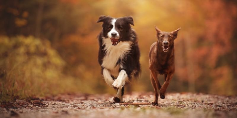 Koiran liikunta: Opas oikeanlaiseen liikuntarutiiniin eri tilanteissa