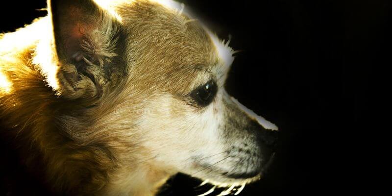 Koiran myrkytysoireet – tunnista vaaran merkit ja toimi nopeasti