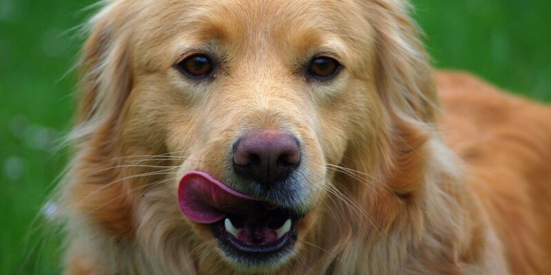 Koiran närästys kotihoito – mitä tehdä, kun koiraa närästää?
