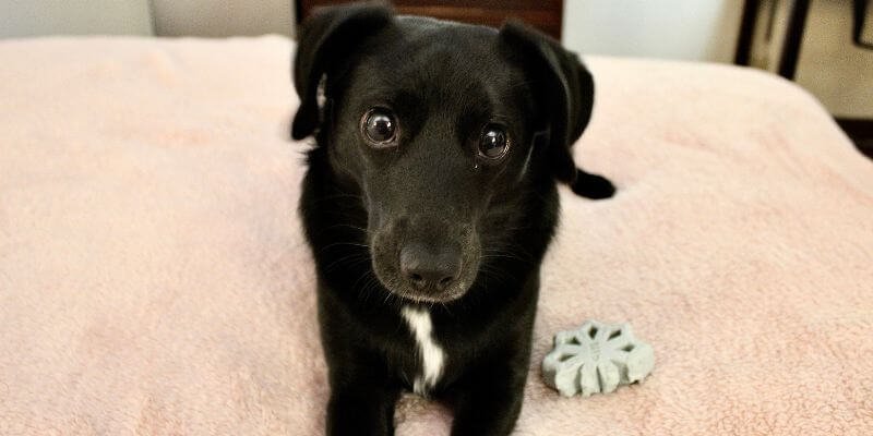 Koiran nimen valinta: Vinkit ja inspiraatio