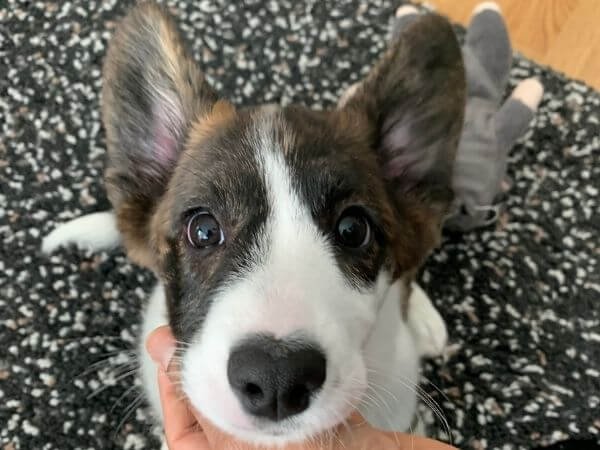 Koiran pentu kotona – Vinkit ja varusteet turvalliseen ympäristöön