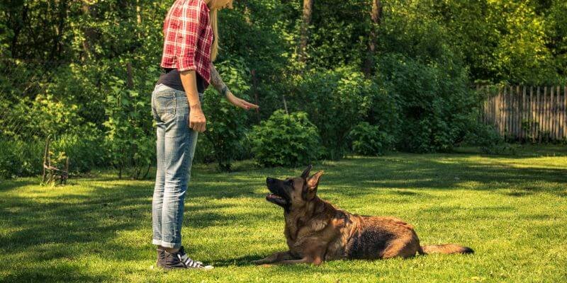Koiran rajojen määrittäminen