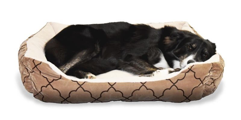 Koiran tiineys selitettynä – kuinka pitkä on koiran raskausaika ja mitä sen aikana tapahtuu?