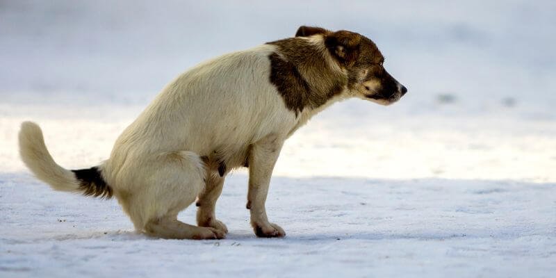 Koiran ripuli: syyt, hoito ja ennaltaehkäisy