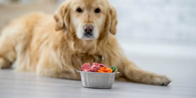 Koiran ruokinta matkan aikana – Parhaat eväät ja ruokailutavat reissussa