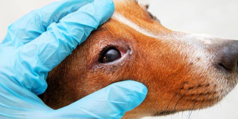 Koiran silmätulehdus: Oireet, syyt ja tehokas hoito