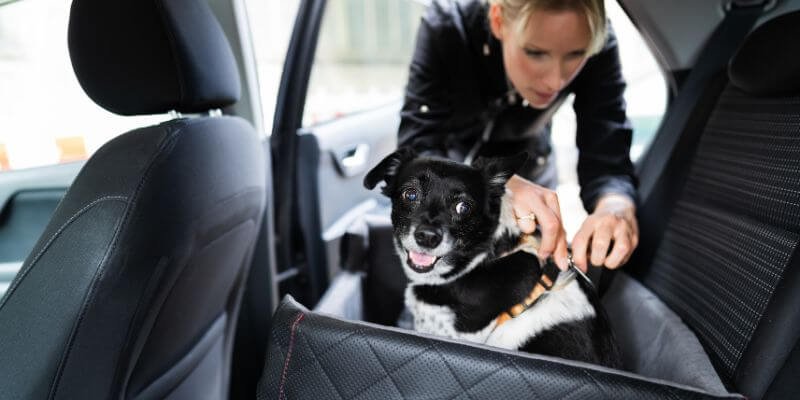 Koiran turvallisuus autoilun aikana – Tärkeimmät varusteet ja vinkit