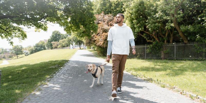 Koiran ulkoiluttaminen pitkän automatkan aikana