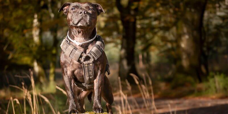 Koiran valjaiden materiaalit ja kestävyys