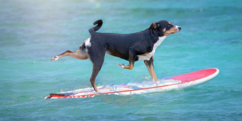 Koiran vesiurheilu – Aktiviteetit ja varusteet
