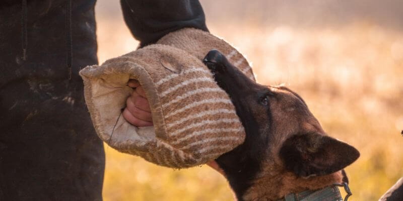 Koirien puruvoima – Taulukko eri rotujen purentatehosta