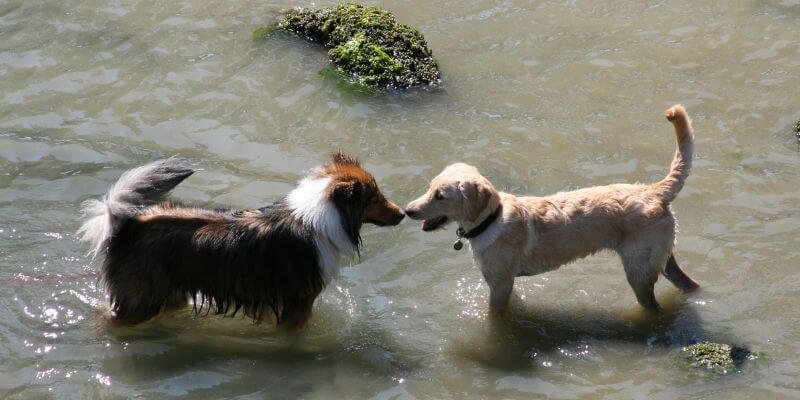 Koirien tutustuttaminen – Vinkkejä ja parhaita käytäntöjä