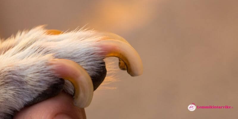 Koiran kynsien hoito – Ytimen vetäytymisen vaiheet ja nopeuttaminen