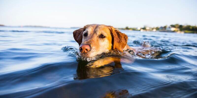 Kuinka opettaa koirasi nauttimaan vedestä