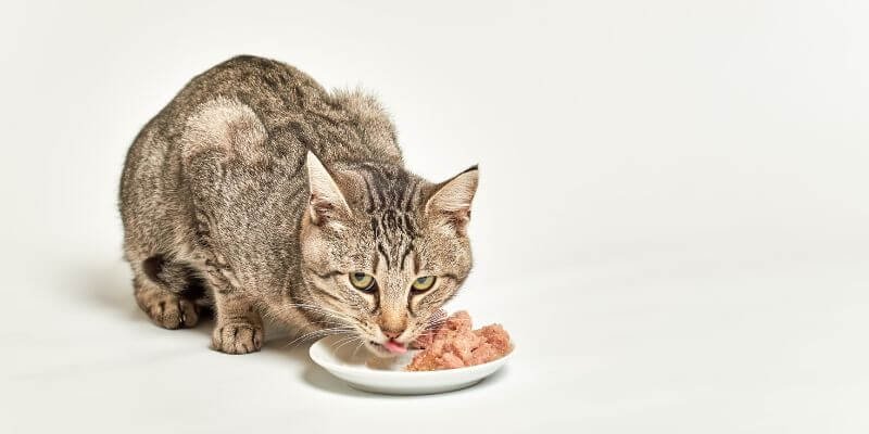 Kuinka paljon kissa syö?