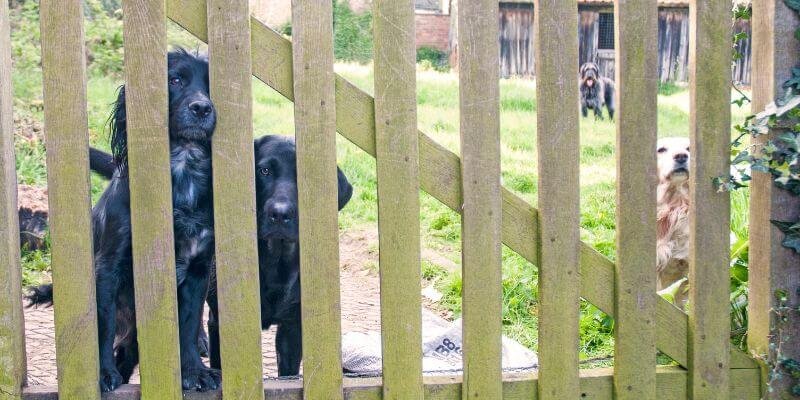 Kuinka valita oikea koiraportti eri tiloihin ja tarpeisiin