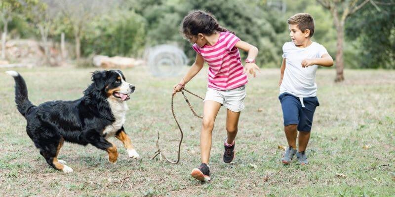 Kuinka varmistaa rauha kotona lapsiperheessä koiran kanssa