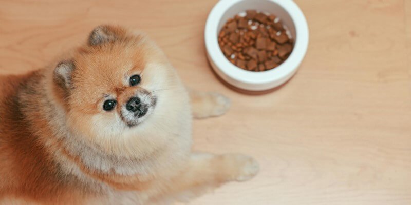 Lähiruoka koiralle - Pieni valinta, suuri vaikutus