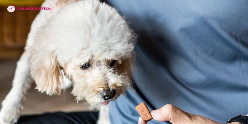 Lemmikin leikkaushaavan paranemisen vaiheet: mitä omistajan on hyvä tietää