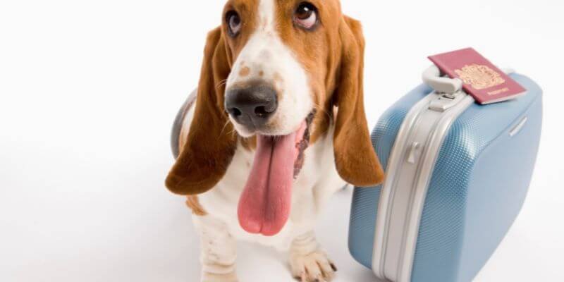 Lemmikin matkustuslakien tunteminen