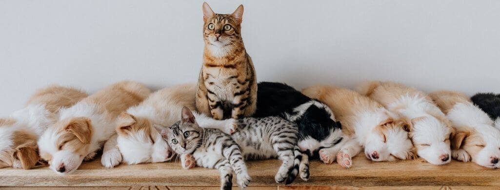 Lemmikkiperheen välttämättömimmät hankinnat