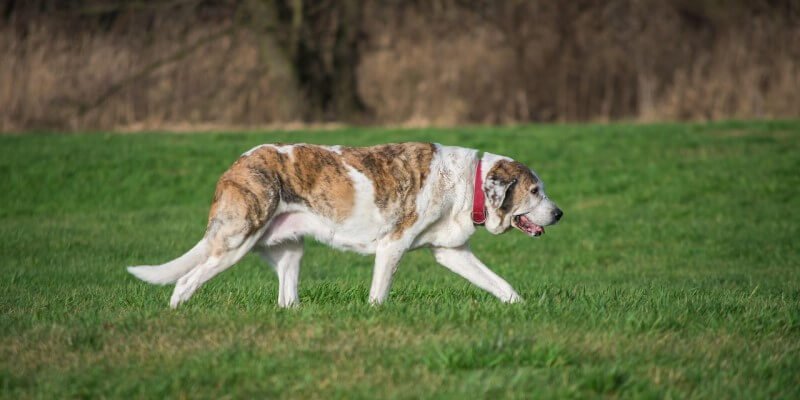 Lonkkaniveldysplasia koiralla – mitä omistajan ja kasvattajan on syytä tietää