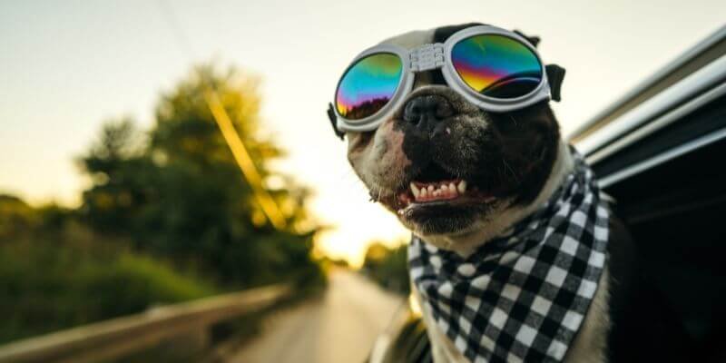 Matkustusvinkkejä koiran kanssa – Näin teet matkasta mukavan ja turvallisen