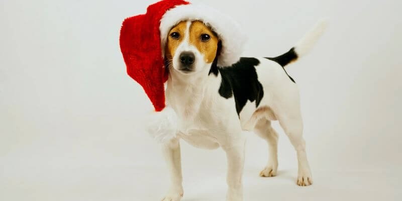 Mikä koira sopii minulle?