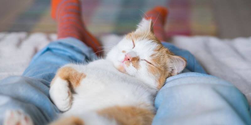 Miksi kissa nukkuu jalkopäässä? Kissan uni ja sen merkitys