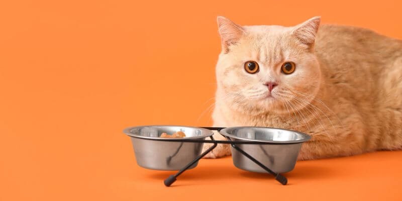 Mitä kissalle ei saa antaa?