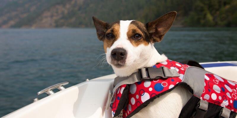 Näin varustaudut veneilyyn lemmikkisi kanssa