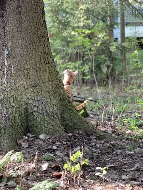 Onko lemmikilläsi jo mikrosiru?