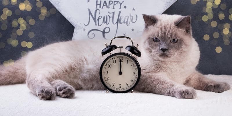 Kuinka valita täydellinen nimi kissallesi?