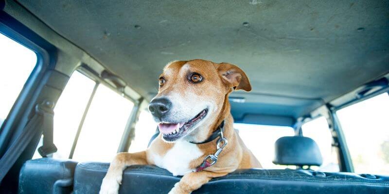 Turvallinen automatka koiran kanssa