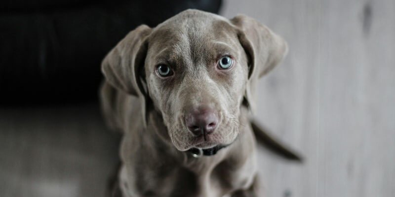 Ymmärrä koiraasi paremmin – Vinkit arkeen